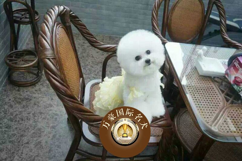 北京出售纯种卷毛白色比熊幼犬 赛级茶杯宠物狗活体 可上门挑选