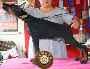 精品杜宾犬幼犬活体 纯种杜宾犬 德国血统犬 巨型护卫杜宾犬幼犬