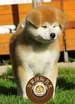 纯种出售日系活体秋田犬可送货