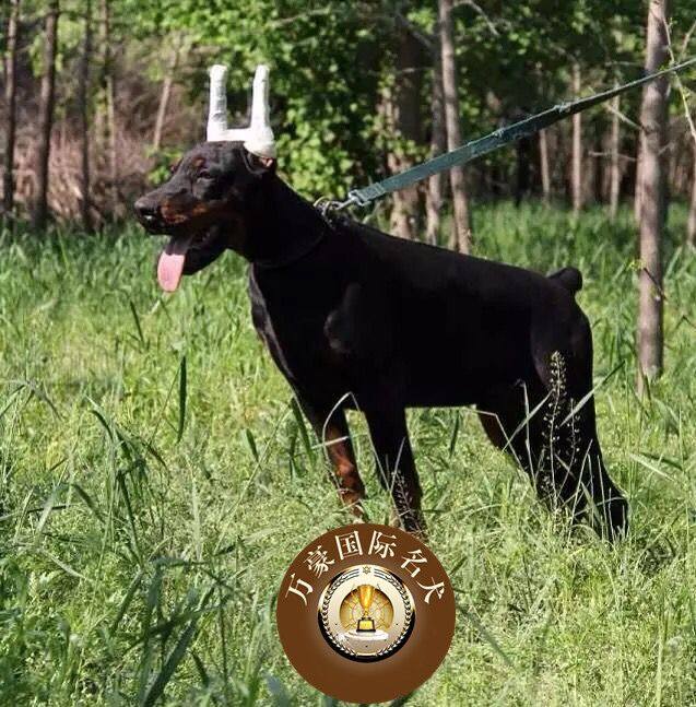 出售赛级杜宾犬纯种活体幼犬德系美系立耳护卫犬大型宠物狗狗幼崽