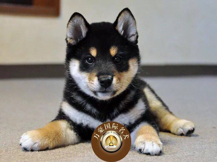 北京犬舍出售纯种日本系黑赤色小柴幼犬 活体宠物狗 外地空运