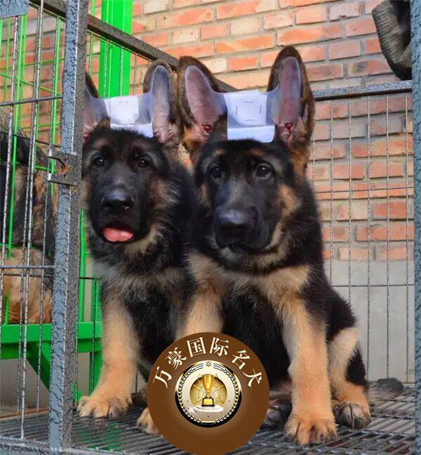 纯种血统赛级德国牧羊犬黑背幼犬德系牧羊犬活体黑背弓背宠物狗狗