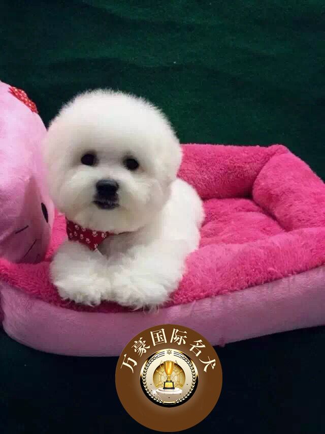 北京犬舍出售赛级血统比熊幼犬纯种品质 茶杯白色宠物狗 外地包邮