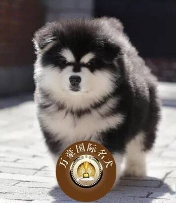 北京出售阿拉斯加黑色活体幼犬