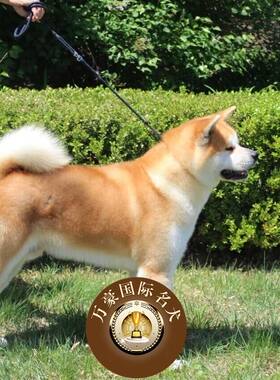 北京狗场出售日系幼犬送货上门