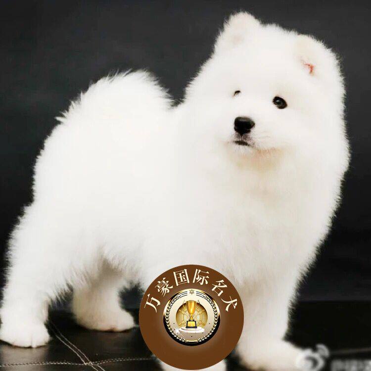 北京狗场出售活体萨摩耶幼犬