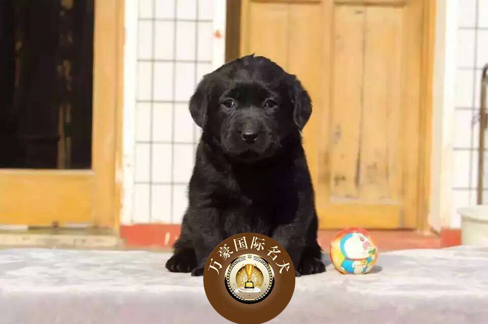 北京犬舍出售纯种黑色拉布拉多狗狗 赛级宠物幼犬活体 可空运送货
