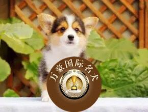 赛级血统威尔士短腿柯幼犬出售赛级两色三色活体宠物狗 可空运