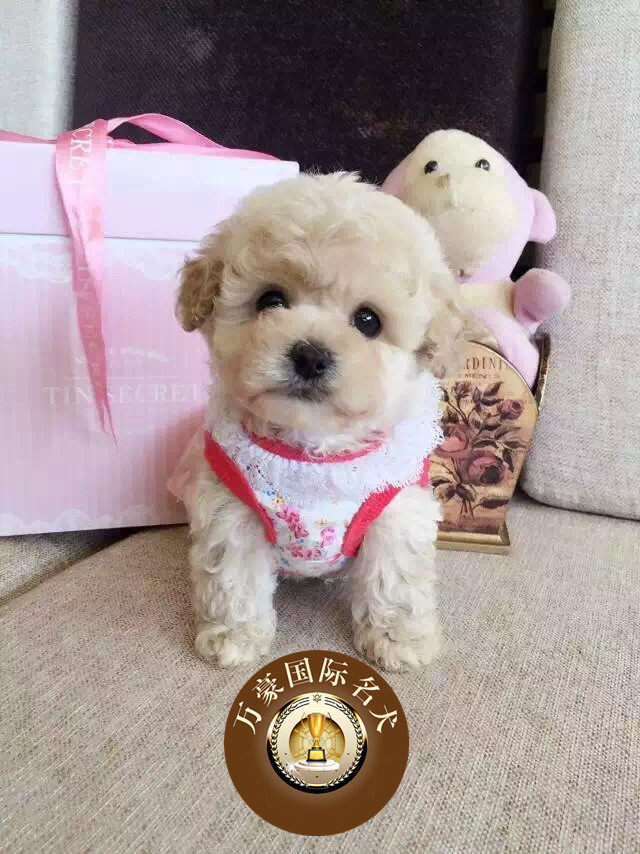 韩版茶杯小体泰迪 香槟色泰迪狗狗出售 杏色泰迪犬 外地可空运