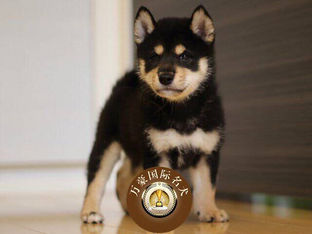 北京犬舍出售纯种日本系黑赤色小柴幼犬 活体宠物狗 外地空运