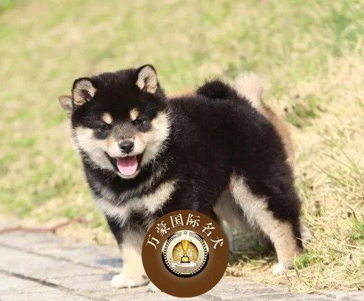 北京正规狗场出售纯种日系柴犬幼犬 赤色宠物狗活体 可上门挑选