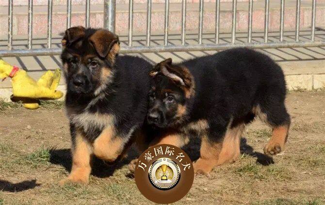 纯种血统赛级德国牧羊犬黑背幼犬德系牧羊犬活体黑背弓背宠物狗狗