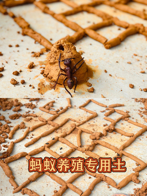 蚂蚁专用黄沙土泥土土壤黄土蚂蚁生态箱蚁巢构造专用天然黄土