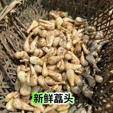 宁海藠头新鲜农家2026新鲜现挖宁波烤土豆神器时令蔬菜荞头茭头
