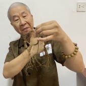 3只装 水熊阁 鲜参 中年份林下参 老万亲选 长白山林下参