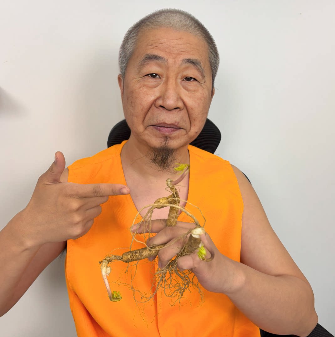 水熊阁 长白山人参盆栽 5-8年参龄 (3支装）