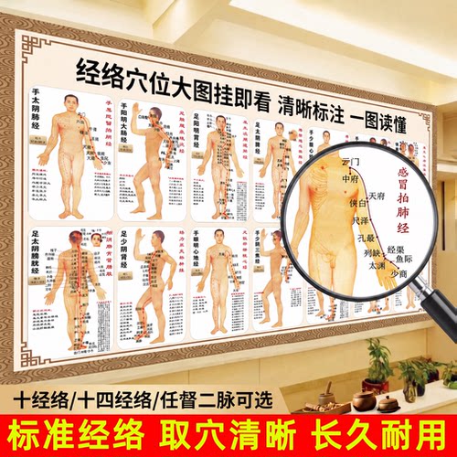 【官方正品】人体经络穴位标准图