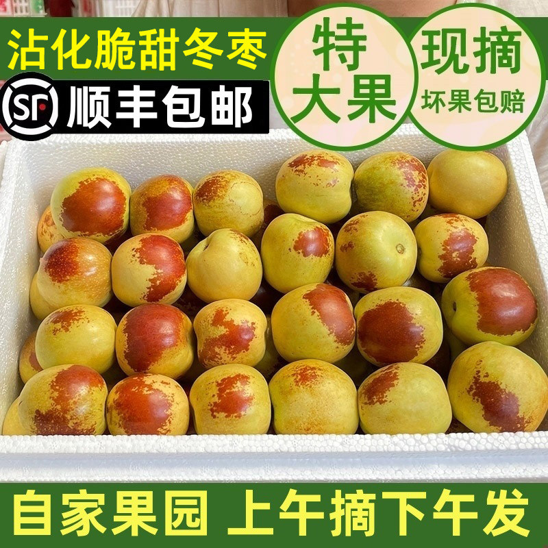 山东沾化冬枣新鲜大枣5斤现摘脆甜鲜枣特大当季孕妇水果礼盒顺丰