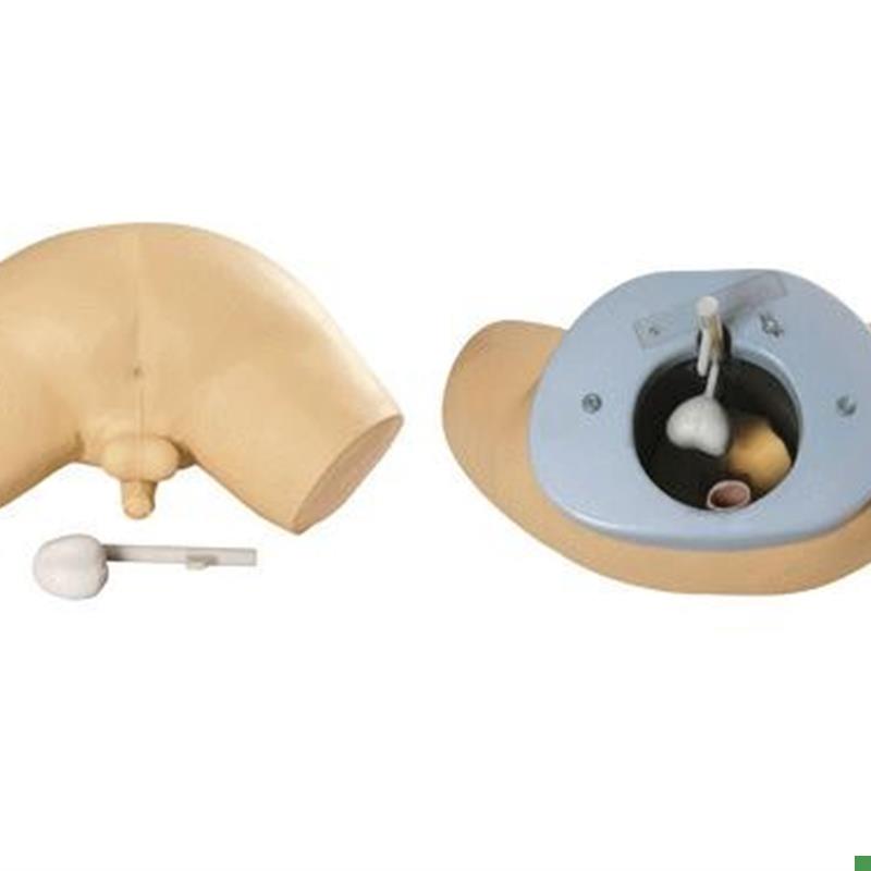 前.列腺检查模型人体s前列腺检查教学模型前列腺培训模型