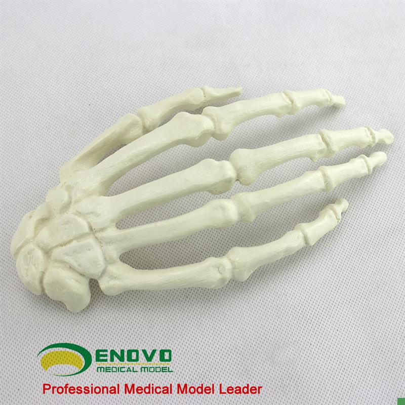 ENOVO颐诺骨科Sawboune手骨人工皮质骨松质骨指骨骨科植入仿真模