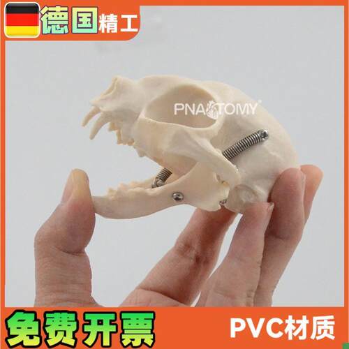 仿真猫咪头骨结构骨骼解剖模型A医用宠物医院兽医教学展示教具