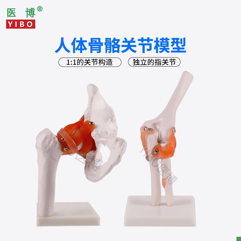 医博人体骨骼骨架模型六大关节骨骼q模型人体手骨骼模型髋关节骨