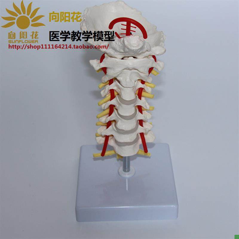 颈椎带颈b动脉后枕骨椎间盘与神经模型医学人体骨骼解剖模型