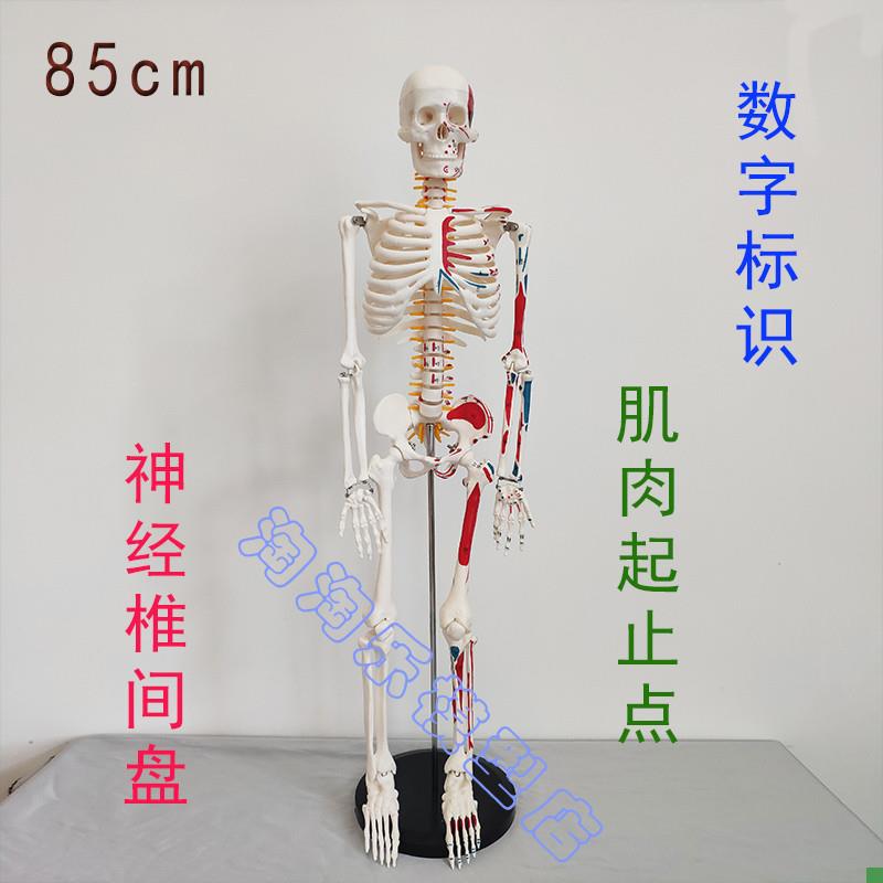 数字标识人体骨骼模型肌肉起止点神经椎间盘骨架医Q学瑜伽健身85c