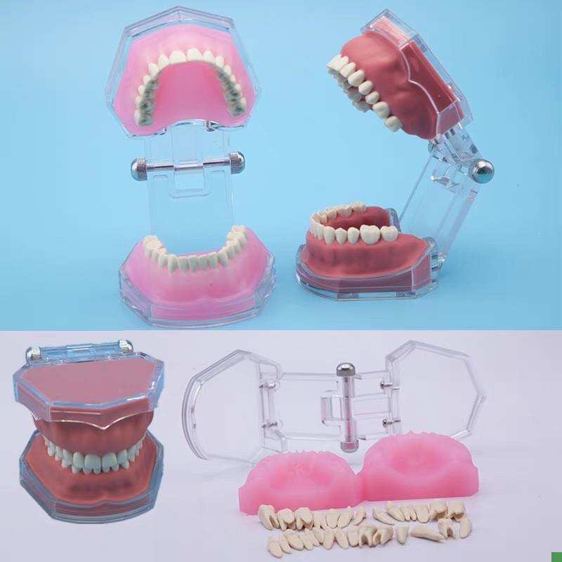 练习全口可拔牙模型离体牙可拆卸软E牙龈牙科口腔教学演示工厂直