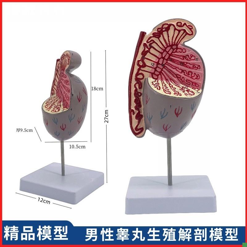 男性生殖系统睾丸结构解剖模型生殖科男科泌系统尿男Z科计生展示