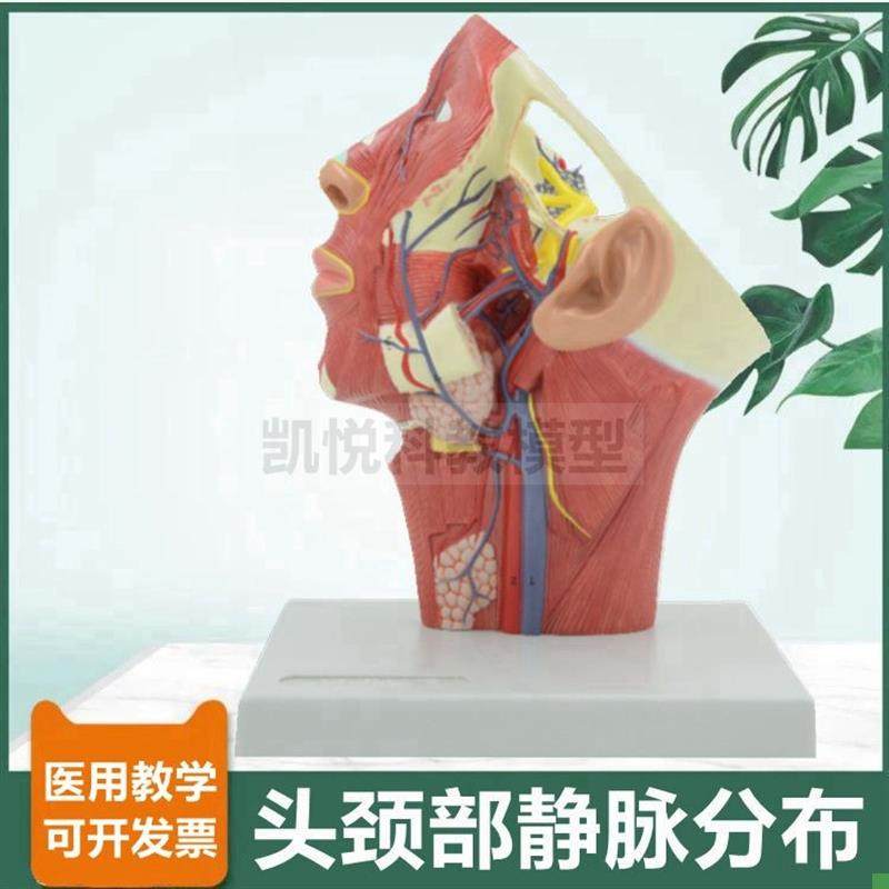 头面部静脉分布医美整q形面神经动脉深浅肌肉颈部血管口腔牙医麻