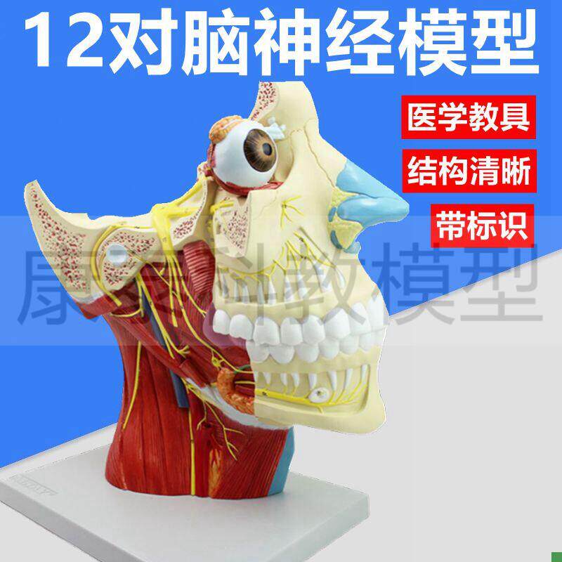 12对脑神经模型中l枢面部肌肉血管整形美容大脑皮层功能脑组织结