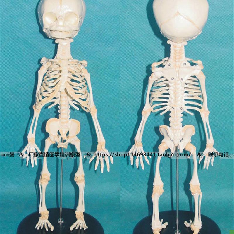 胎儿骨骼模型人体骨骼骨架模型骨骼教学N模型SMD0024