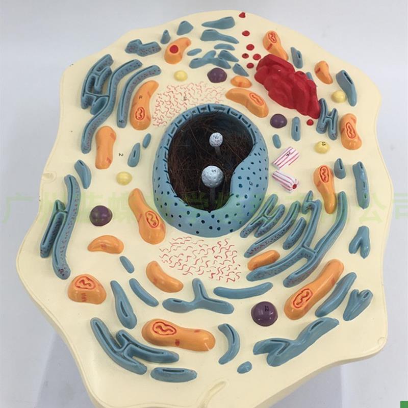动物细胞亚显微结构细胞亚显x微结构模型科教仪器医学教学专用