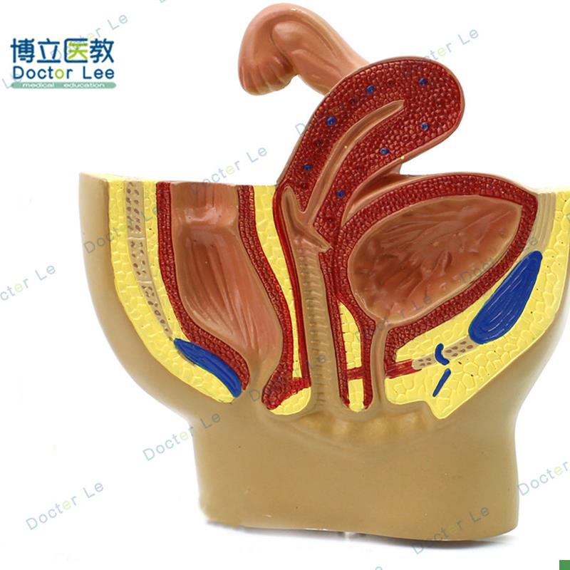 女性桌面盆腔模j型女性生殖系统解剖模型输卵管膀胱阴道直肠模型
