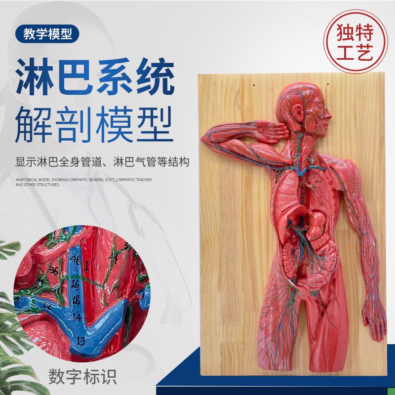 人体淋巴系统解剖模型人体x免疫系统模型胸腔外科心脏消化器官