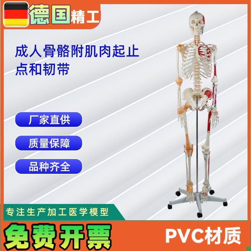 成人骨骼附肌肉起止点和带韧带模型人体R骨骼模型教学模型