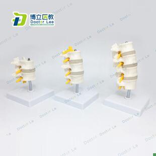 1比1脊柱模型人体骨骼模型颈椎骨血I管腰椎间盘医用教学模型