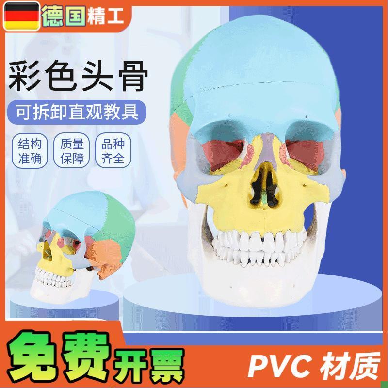 德国标准头骨教学模型q头颅骨标本模型美术艺用彩色头颅头骨骷髅