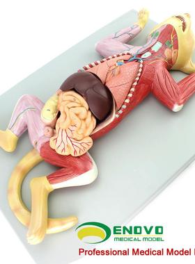 ENOVOe正品猫解剖模型宠物器官内脏肌肉神经兽医畜牧教学动物模型