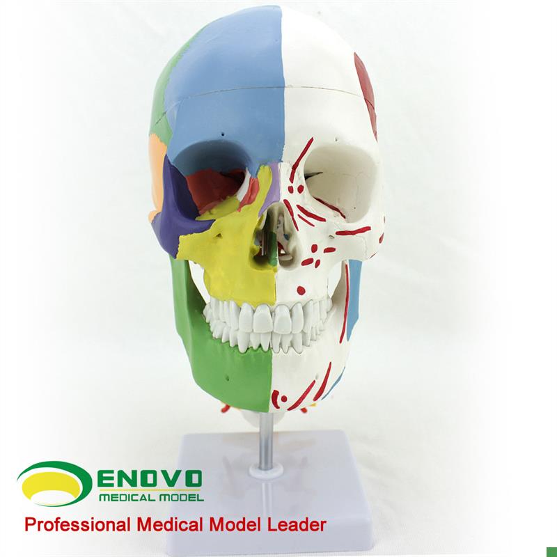 ENOVO颐诺医学用人体头骨模型颅骨模型头骨分区肌肉Z模型神经骨
