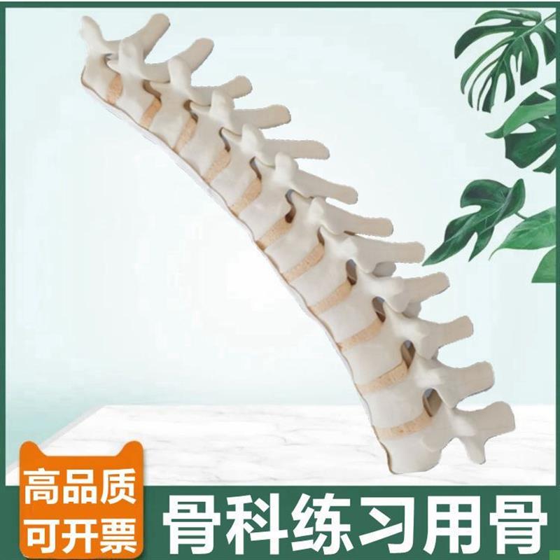 仿真胸椎骨模型1比1o假骨头骨科手术练习用临床实验切割打孔固定