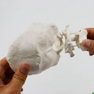 康泰动态c颈椎模型寰椎枢椎枕骨旋转错位演示康复正骨中医颈椎功