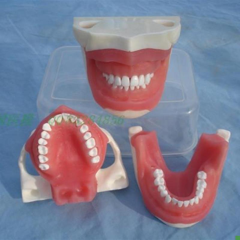 ENOVO颐诺口腔执业考核拔牙麻醉拔牙模型口腔R外科教学实习模型口