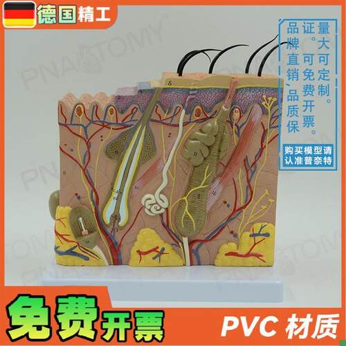 德国】立体医f学人体皮肤结构层次模型美容教学微整形皮肤科