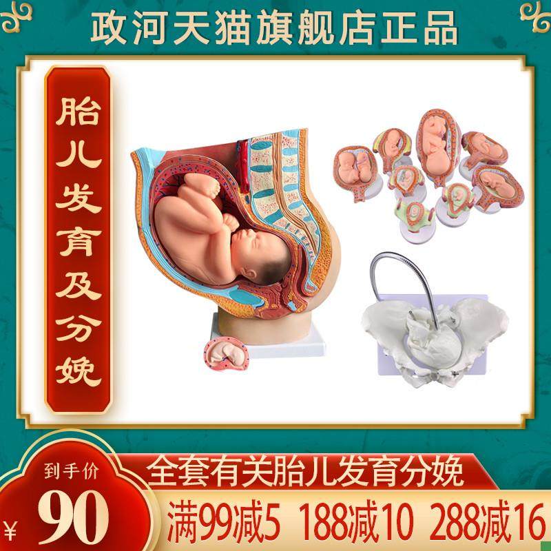 政河九月胎儿发育过程模型女x性分娩生产骨盆骨骼子宫器官结构解