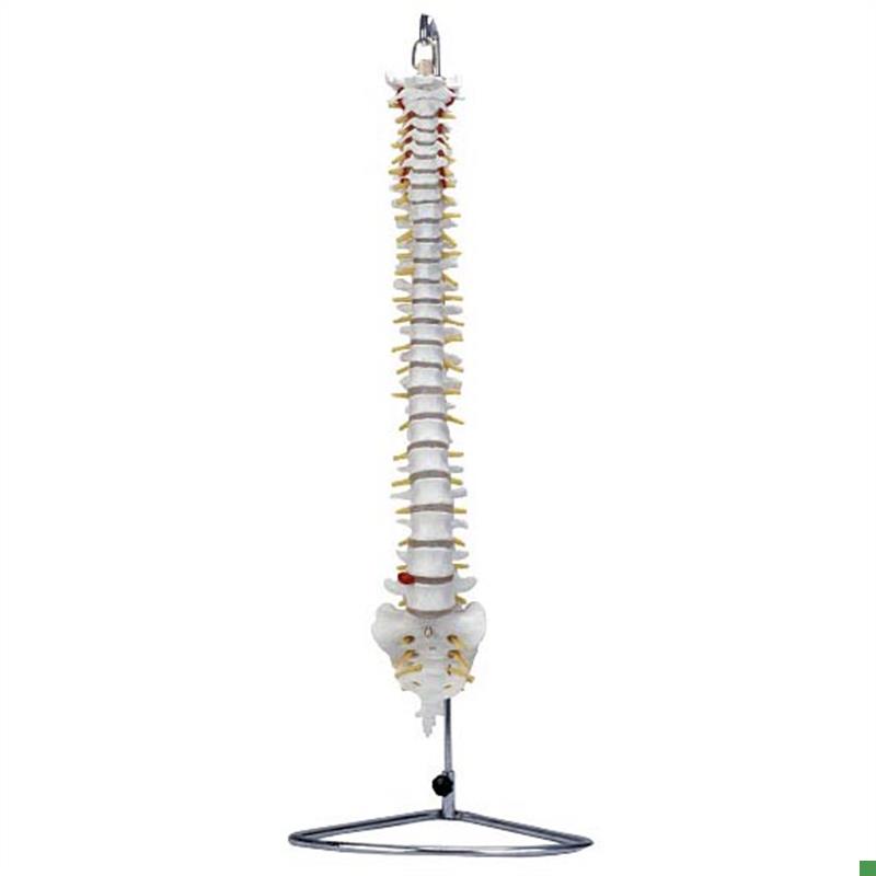 人体脊柱g椎骨模型XC105