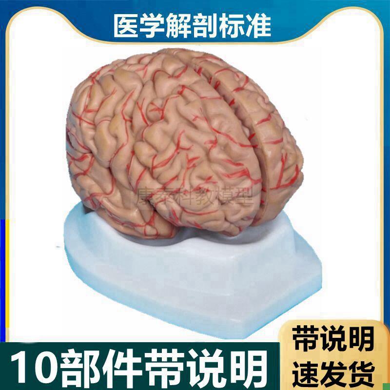 脑模型1比1仿真可拆卸带标识脑血管破裂K卒中医用教学大脑皮层功