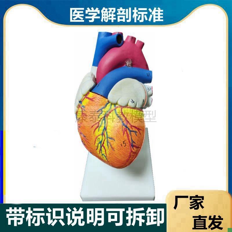 心脏模型带标识可拆m卸自然大1比1瓣膜冠状动脉血管心脏彩超教学