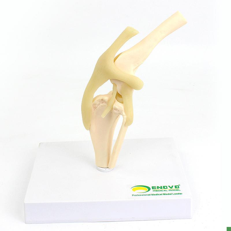 颐诺ENOVO狗犬膝关节模型犬关节韧带骨头动物骨U骼标本骨质疏松宠